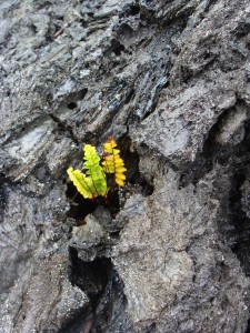 Now that is some implementation! Growth in a lava flow. Photo by L Nicoles 2009