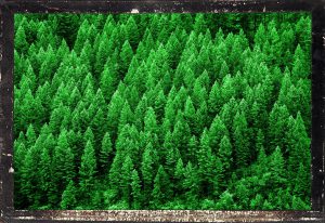 Evergreen Forest